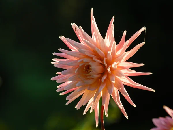 Světle růžové dahlia — Stock fotografie