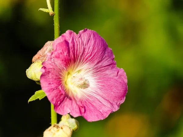 Roter Malva — Stockfoto