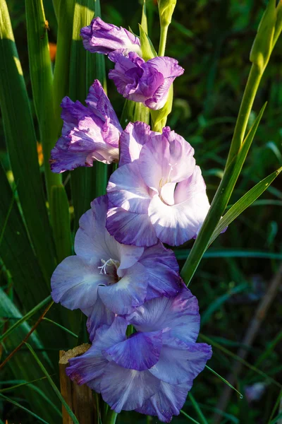 Blue gladiolus — Stock Photo, Image