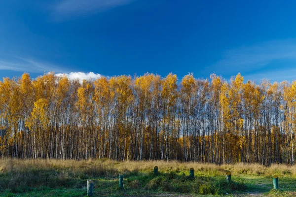 Золотая береза — стоковое фото