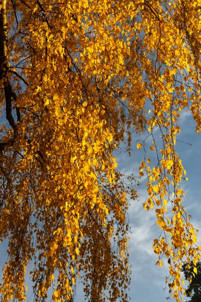 Желтые осенние листья на березе — стоковое фото