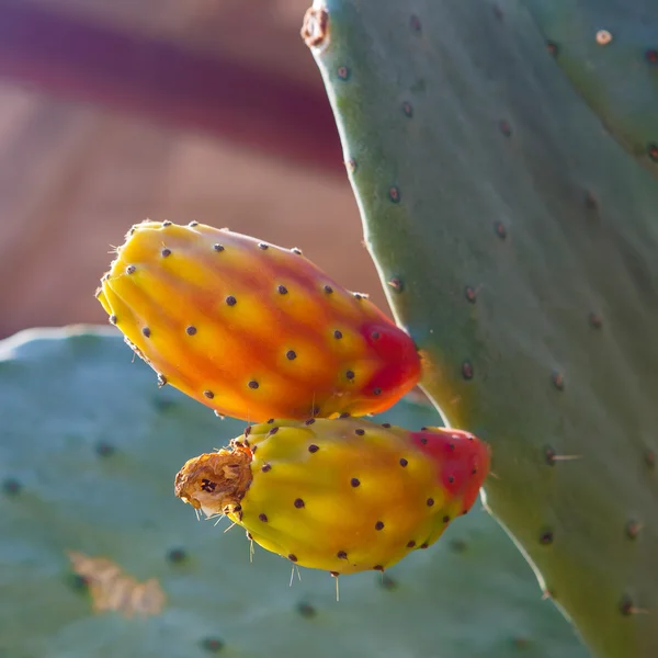 Brotes de un cactus — Foto de Stock