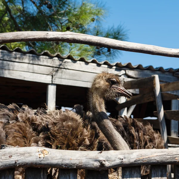 Ostrich on an farm — Stock Photo, Image