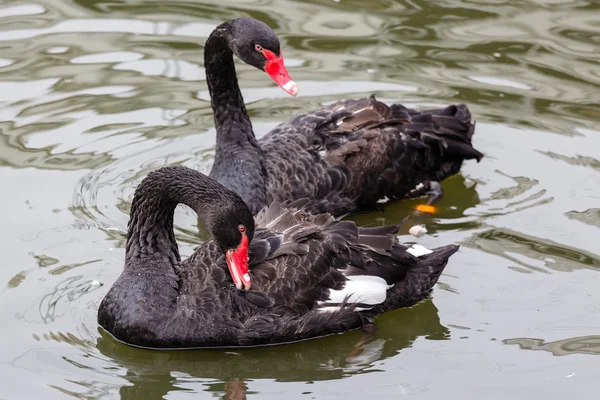 Un par de cisnes negros —  Fotos de Stock