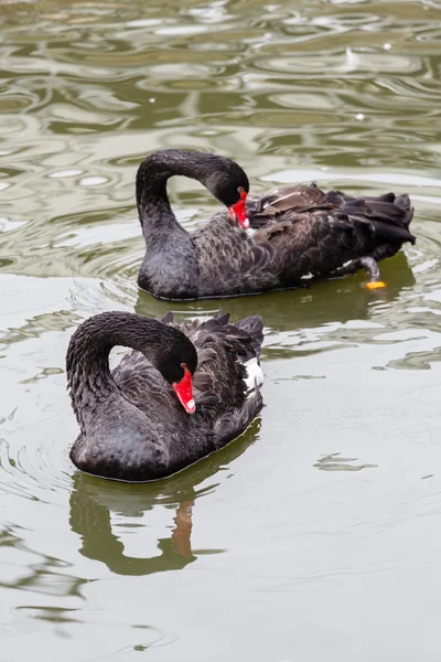 Un par de cisnes negros —  Fotos de Stock