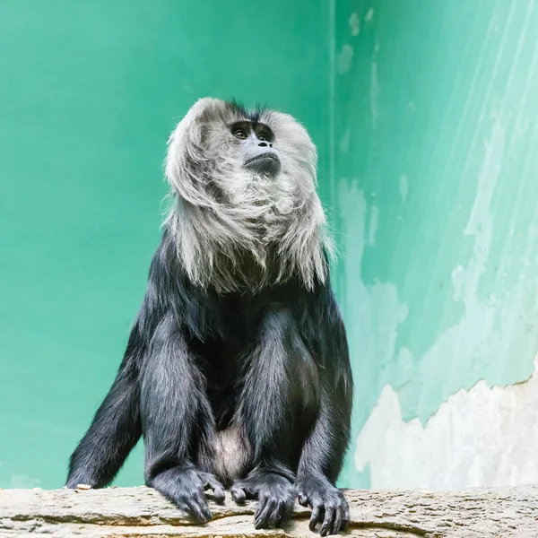 Macaco pensativo — Fotografia de Stock