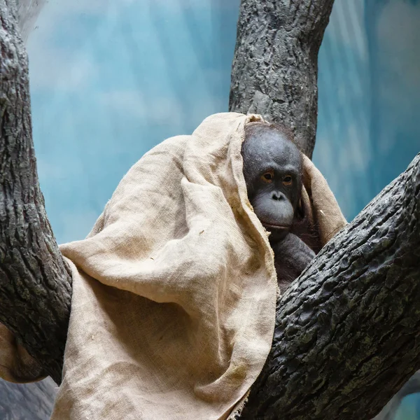 Macaco coberto — Fotografia de Stock