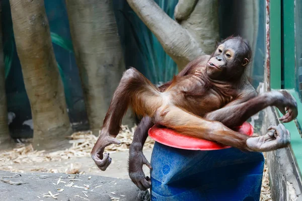 Chimpanzé cansado para balançar — Fotografia de Stock
