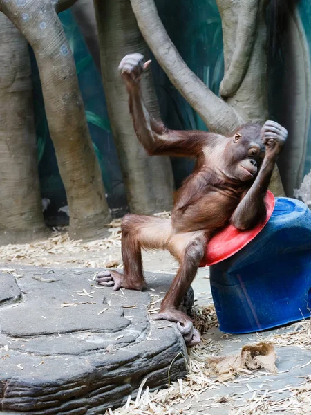 Chimpanzé cansado para balançar — Fotografia de Stock