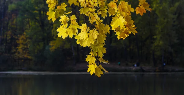 Ветвь листьев жёлтого клена — стоковое фото