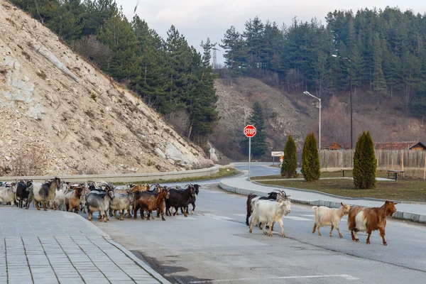Herd of goats  on the town road — Stock Photo, Image