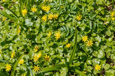 Bahar çiçekleri yeşillik üzerinde