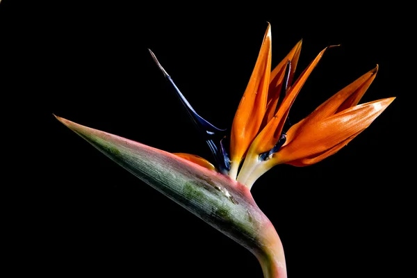 Strelitzia - exotic flower