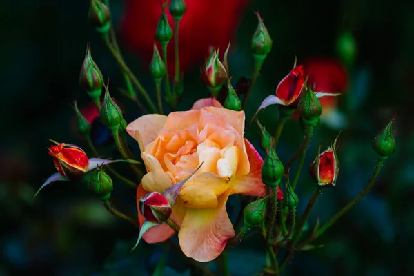 Kwiat róży i pąki — Zdjęcie stockowe