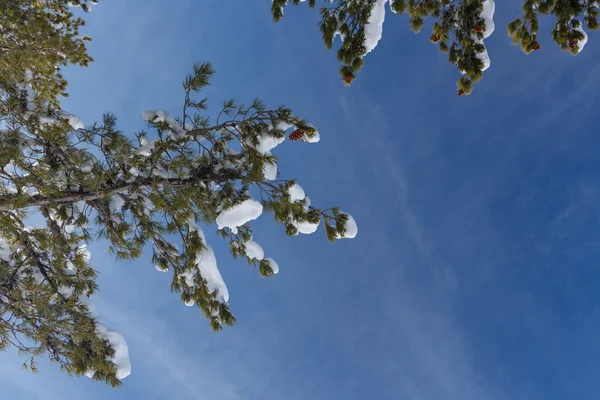 Borové větve pokryté sněhem — Stock fotografie