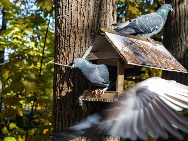 Περιστέρια σε έναν τροφοδότη πουλιών — Φωτογραφία Αρχείου