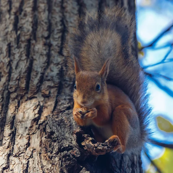 Eichhörnchen nagt an Nüssen — Stockfoto