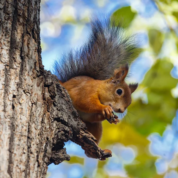 Eichhörnchen nagt an Nüssen — Stockfoto