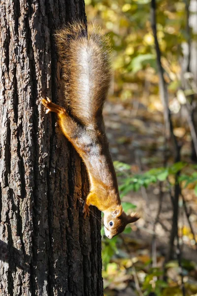 Klättring ekorre — Stockfoto