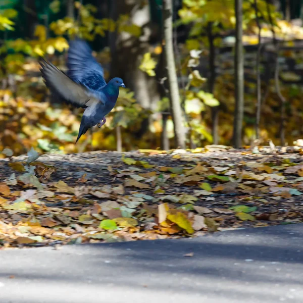 Flygande upp duva — Stockfoto