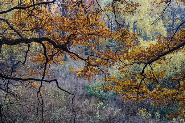 Осенний узор — стоковое фото