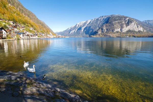 Svanar som flyter i sjön — Stockfoto