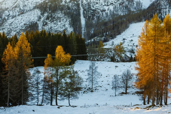 Желтые лиственницы, освещаемые утренним солнцем — стоковое фото