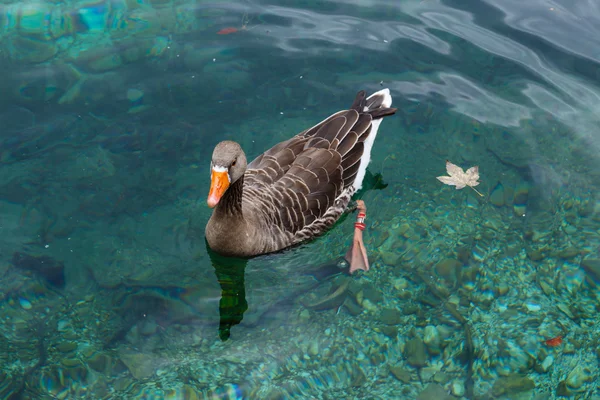 बैंडेड डक अल्पाइन झील में तैर रहा है — स्टॉक फ़ोटो, इमेज