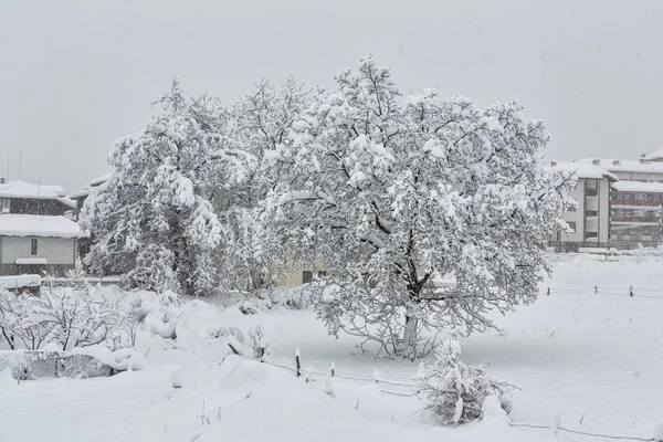 Nussbaum, der vom Schnee aufgefüllt wird — Stockfoto