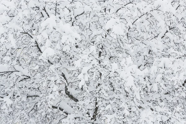 Cordones de nieve — Foto de Stock