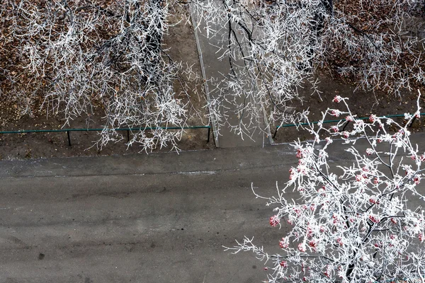 Ağaçlarda ilk hoarfrost — Stok fotoğraf