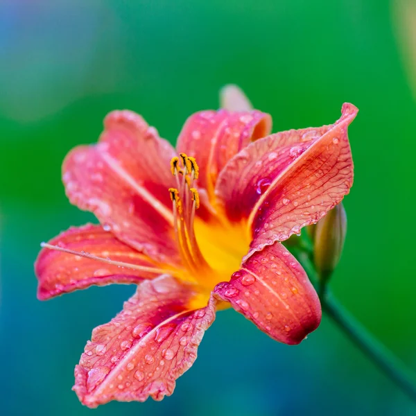 Su ile Lily çiçek yaprakları üzerinde damla