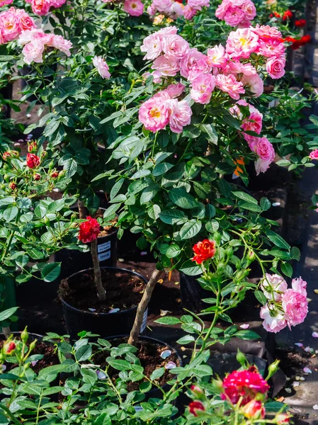 Gartenrosen im Verkauf — Stockfoto