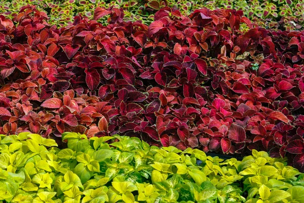 Dekorativa blommor på försäljning — Stockfoto