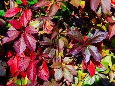 Sonbahar yaprak paterni