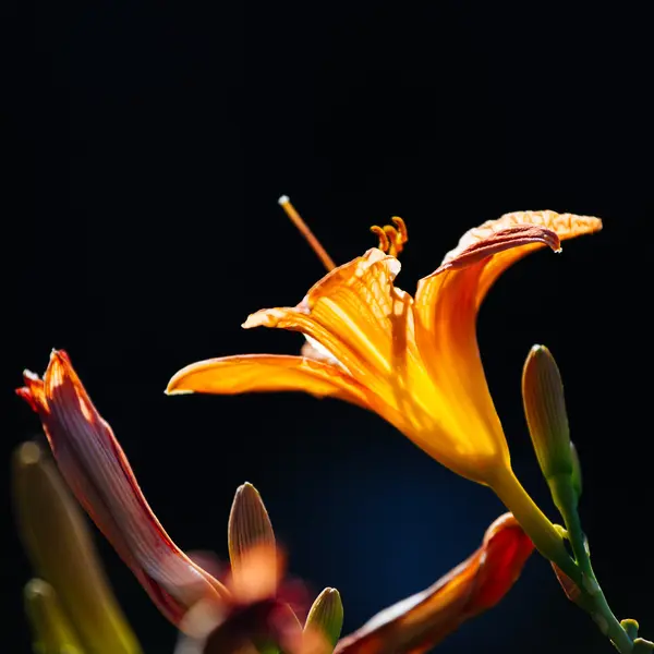 Πορτοκαλί λουλούδια της daylily — Φωτογραφία Αρχείου