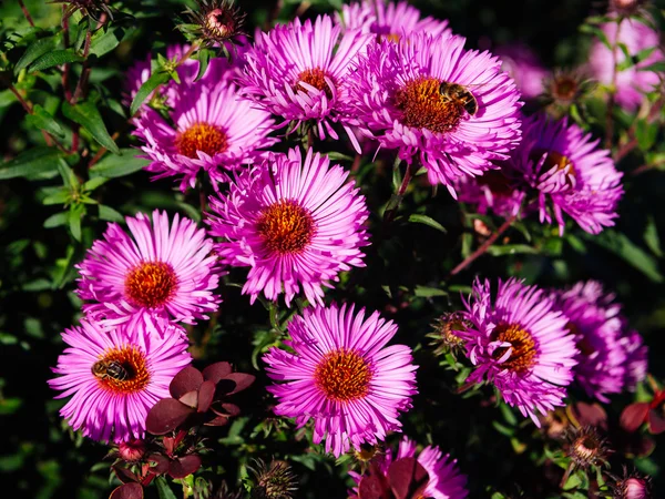 Dark lilac daisies — Stock Photo, Image