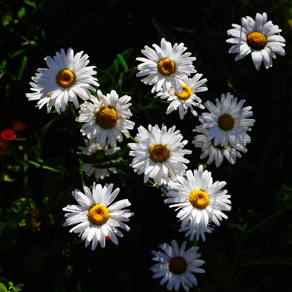 Decorative garden camomiles — Stock Photo, Image