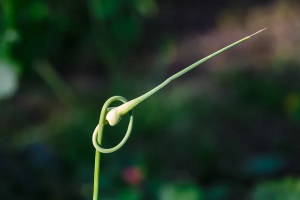 Colpo di aglio roteato in una spirale — Foto Stock