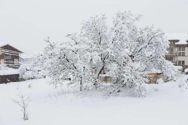 Árbol de nueces que está lleno de nieve —  Fotos de Stock