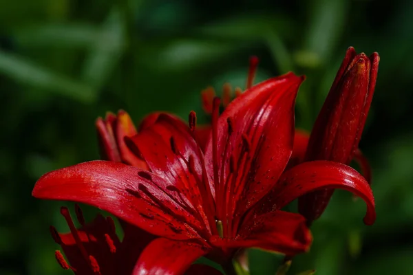 Temně červené lilie na pozadí tmavě zelené — Stock fotografie
