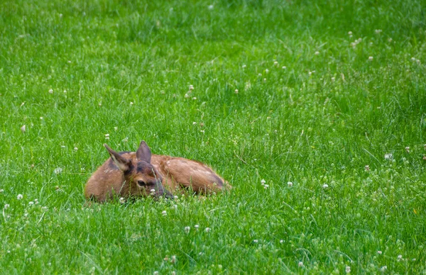 Bayi Elk Berbaring di Rumput Hijau — Stok Foto