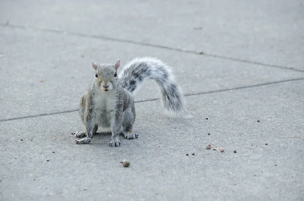 Een grijze eekhoorn op beton met een Acorn — Stockfoto