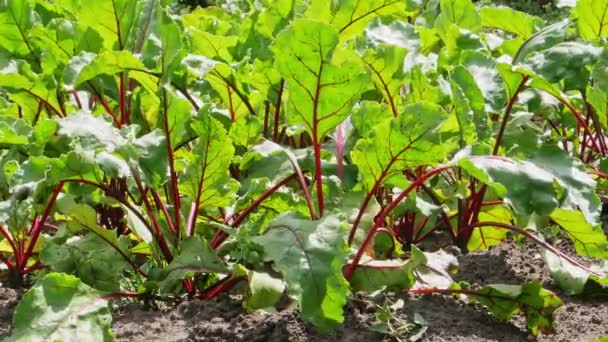 Close Bietenbladeren Biologische Bieten Kweken Geen Pesticiden Eco Groenten Groenten — Stockvideo