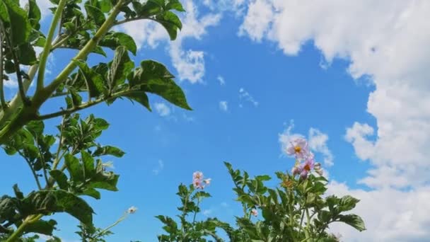 Κοντινό Πλάνο Βιολογικό Φυτό Πατάτας Ανθίζει Στον Κήπο Εποχή Λουλουδιών — Αρχείο Βίντεο