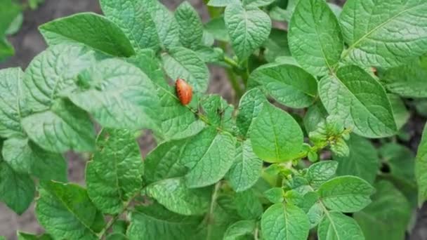Colorado Patates Böceği Larvaları Taze Patates Yaprağı Yer Yakından Böcekler — Stok video