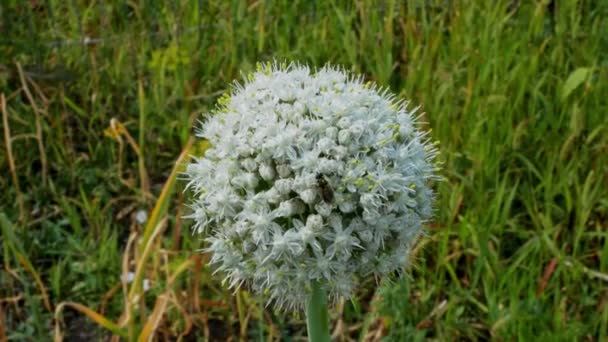 Close Bela Allium Branco Globo Circular Forma Flores Soprar Vento — Vídeo de Stock