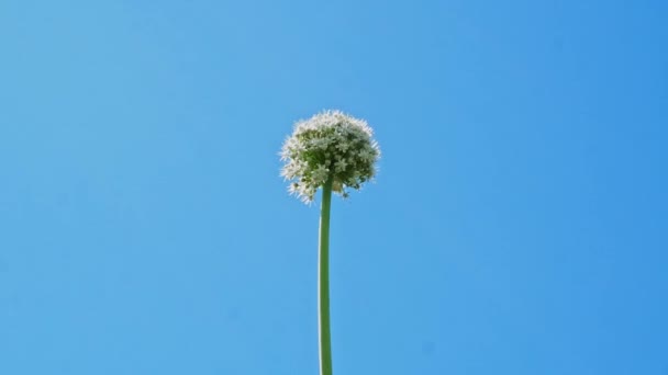 ロンリーホワイトアリウム円形の花は風に吹かれます 青空の背景 — ストック動画