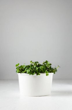 Taze turp mikro yeşil yapraklar beyaz bir kasede. Vejetaryen ve sağlıklı beslenme konsepti. Tohumlar filizlendi. Evde tohum filizlenmesi. Pamuk yaprakları geliştikten hemen sonra toplanan mikro yeşil.