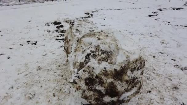 Stora snöbollar samlade av någon — Stockvideo